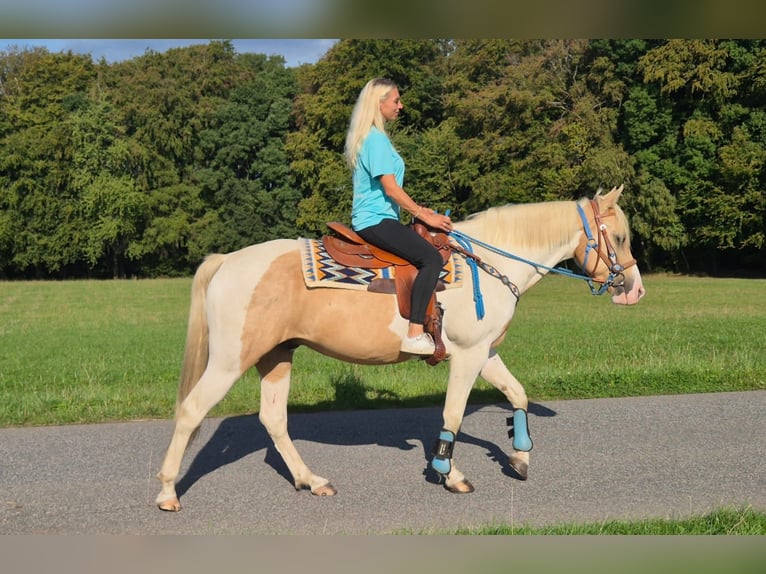 Pinto Horse Castrone 4 Anni 154 cm Pezzato in Linkenbach