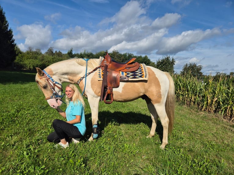 Pinto Horse Castrone 4 Anni 154 cm Pezzato in Linkenbach