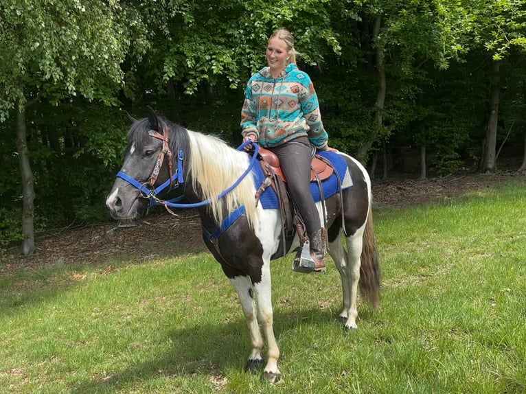 Pinto Horse Castrone 4 Anni 154 cm Pezzato in Linkenbach
