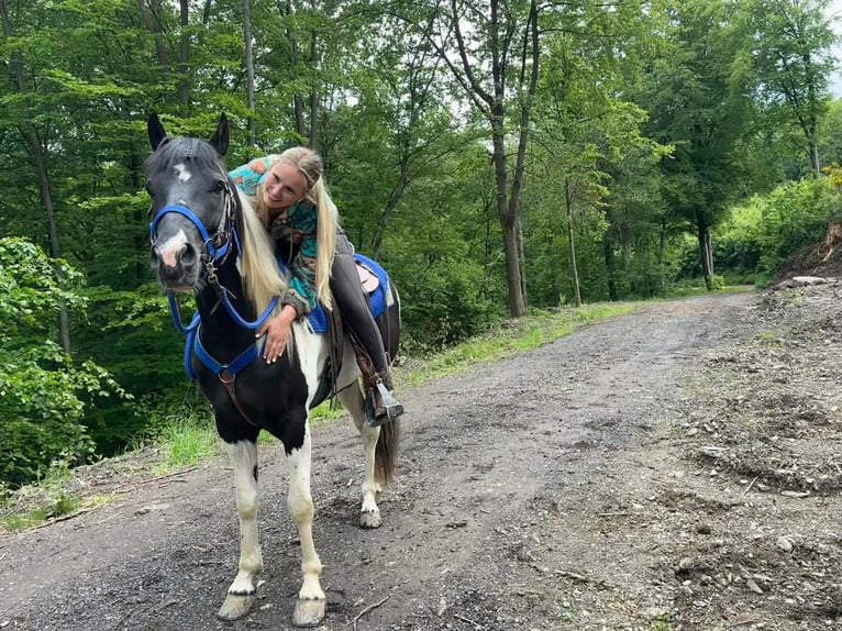 Pinto Horse Castrone 4 Anni 154 cm Pezzato in Linkenbach