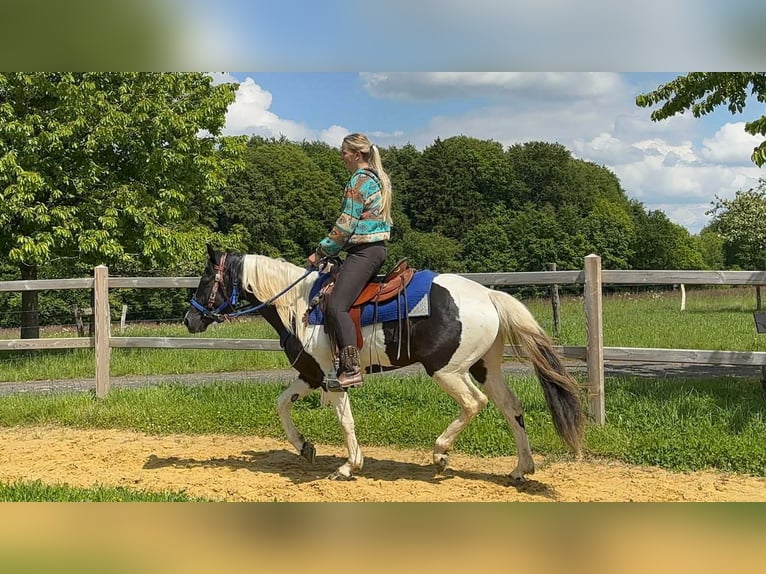 Pinto Horse Castrone 4 Anni 154 cm Pezzato in Linkenbach