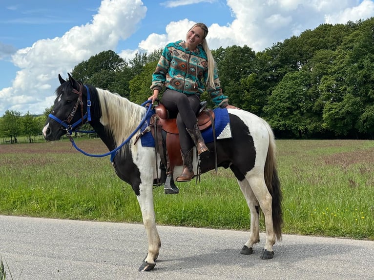 Pinto Horse Castrone 4 Anni 154 cm Pezzato in Linkenbach