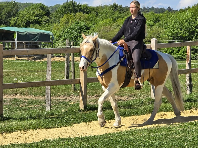 Pinto Horse Castrone 4 Anni 154 cm Pezzato in Linkenbach