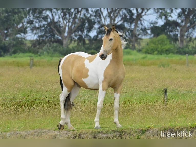 Pinto Horse Castrone 4 Anni 155 cm Pezzato in Alkersum