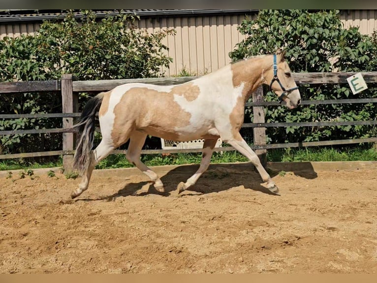 Pinto Horse Castrone 4 Anni 155 cm Pezzato in Alkersum