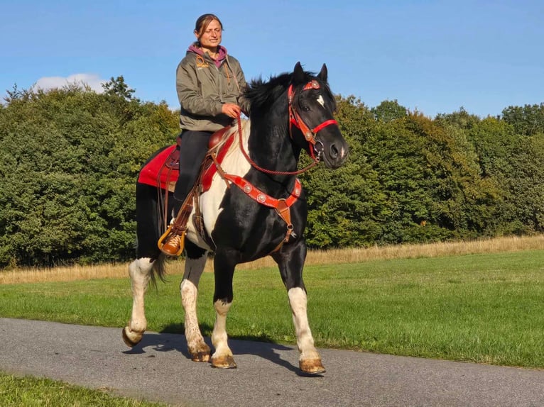 Pinto Horse Castrone 4 Anni 155 cm Pezzato in Linkenbach