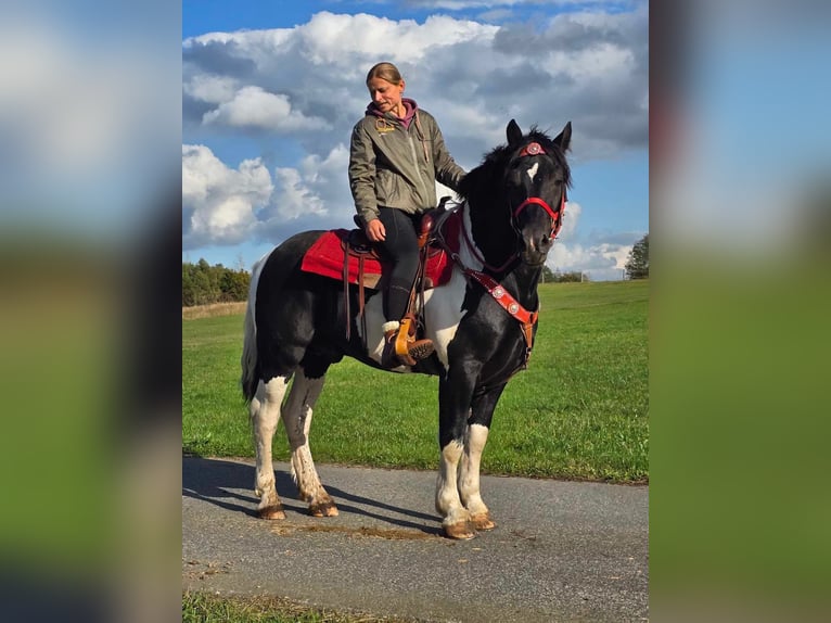 Pinto Horse Castrone 4 Anni 155 cm Pezzato in Linkenbach