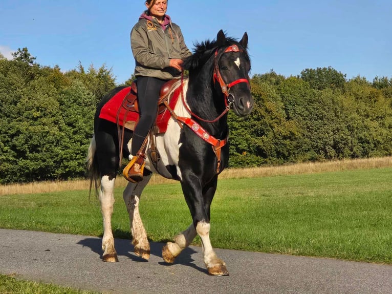 Pinto Horse Castrone 4 Anni 155 cm Pezzato in Linkenbach