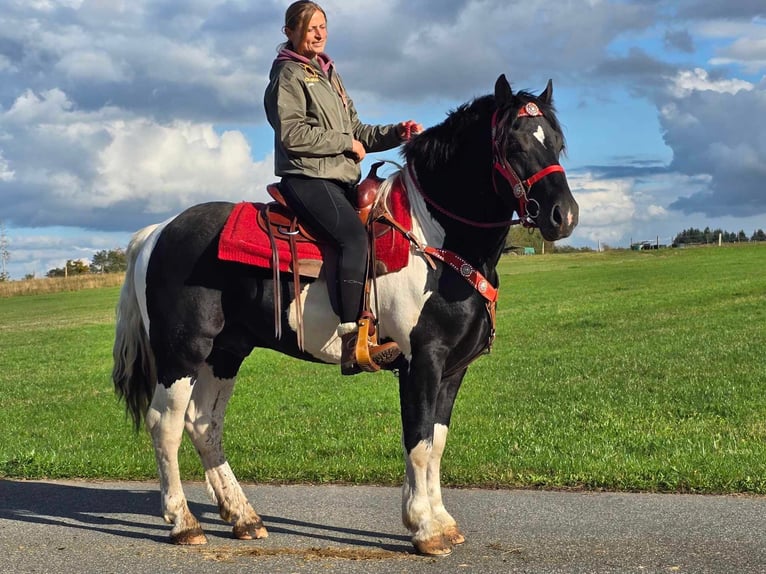 Pinto Horse Castrone 4 Anni 155 cm Pezzato in Linkenbach