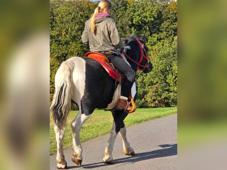 Pinto Horse Castrone 4 Anni 155 cm Pezzato in Linkenbach