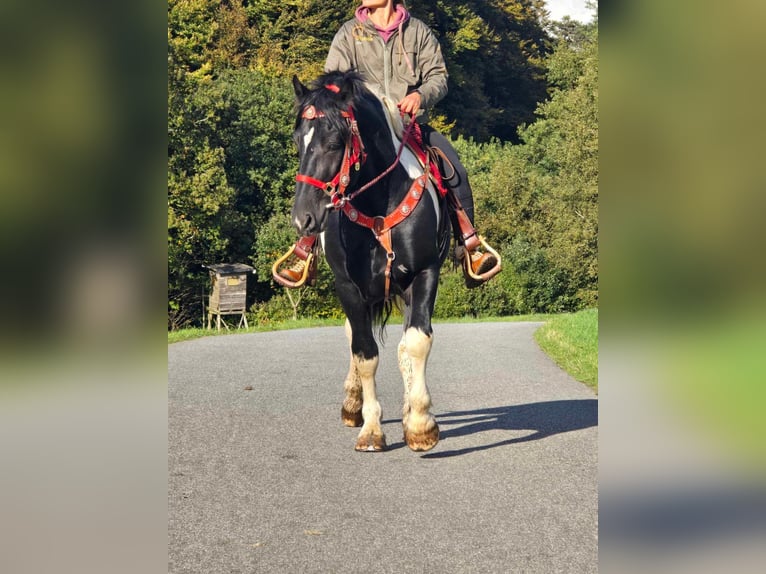 Pinto Horse Castrone 4 Anni 155 cm Pezzato in Linkenbach