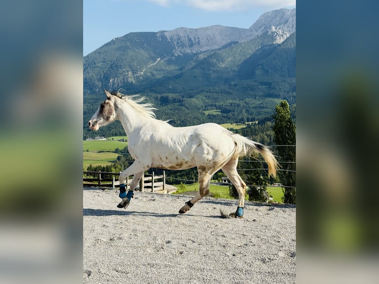 Pinto Horse Mix Castrone 4 Anni 156 cm Pezzato in Vorderstoder