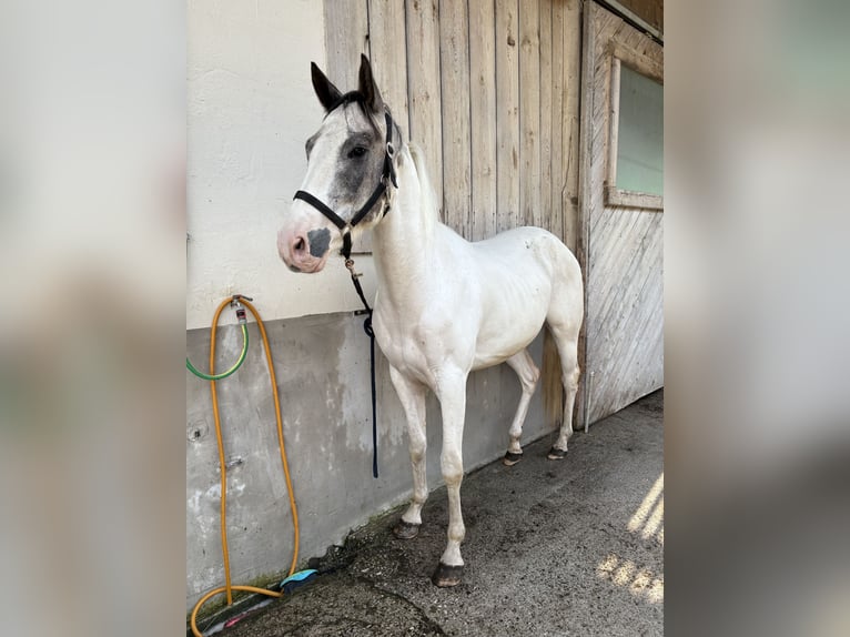 Pinto Horse Mix Castrone 4 Anni 156 cm Pezzato in Vorderstoder