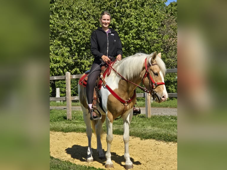 Pinto Horse Castrone 4 Anni 158 cm Pezzato in Linkenbach