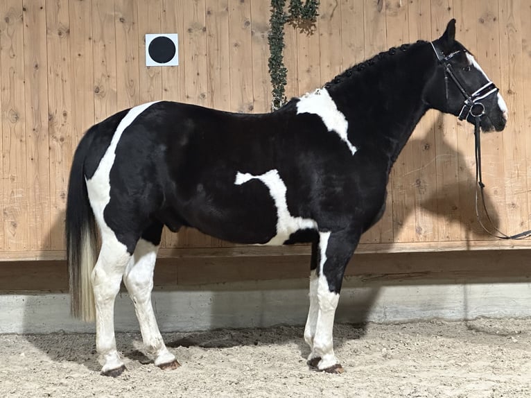 Pinto Horse Mix Castrone 4 Anni 158 cm Pezzato in Riedlingen