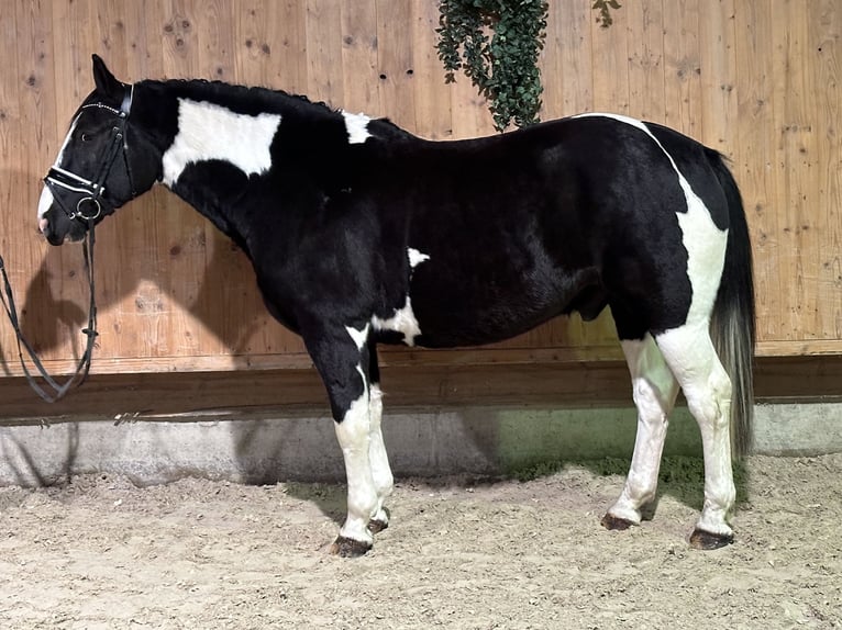 Pinto Horse Mix Castrone 4 Anni 158 cm Pezzato in Riedlingen