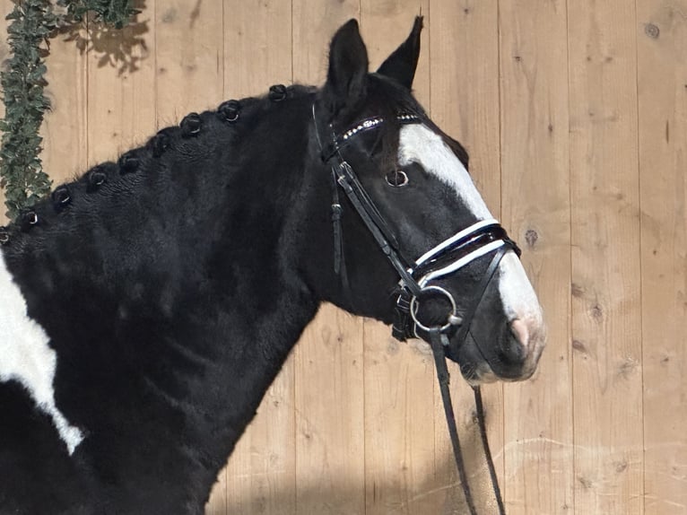 Pinto Horse Mix Castrone 4 Anni 158 cm Pezzato in Riedlingen