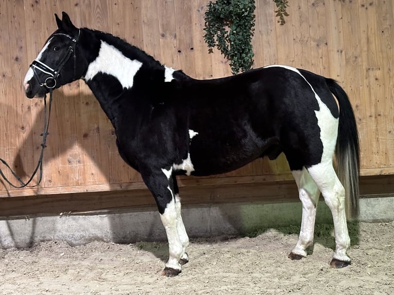 Pinto Horse Mix Castrone 4 Anni 158 cm Pezzato in Riedlingen