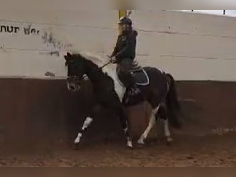 Pinto Horse Castrone 4 Anni 162 cm Pezzato in Braunschweig