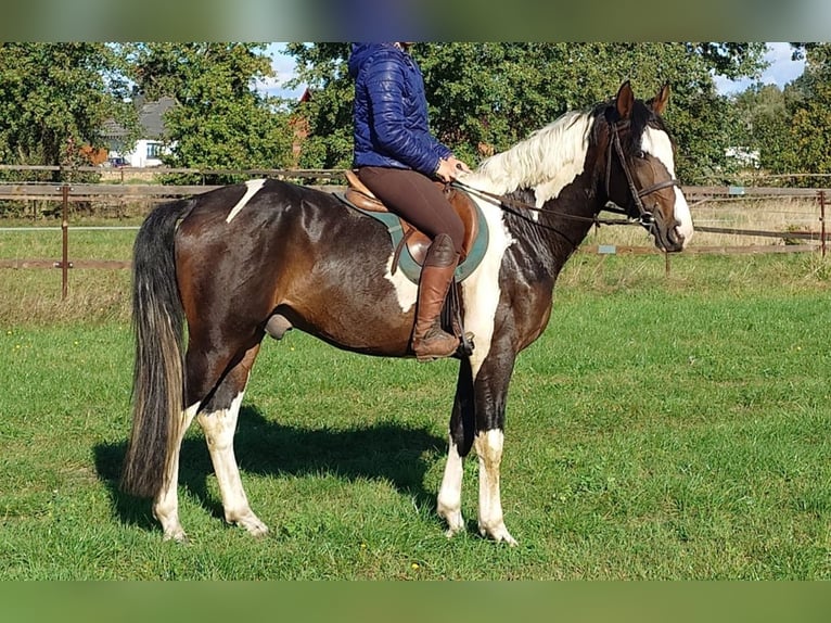 Pinto Horse Castrone 4 Anni 162 cm Pezzato in Braunschweig