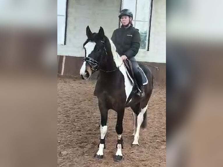 Pinto Horse Castrone 4 Anni 162 cm Pezzato in Braunschweig