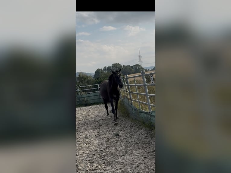 Pinto Horse Mix Castrone 4 Anni 165 cm Morello in Zwönitz