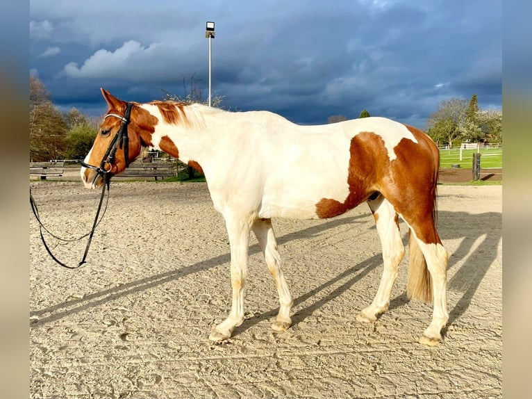 Pinto Horse Castrone 4 Anni 171 cm Pezzato in Diedersen