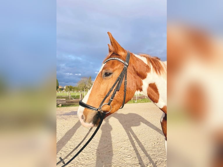 Pinto Horse Castrone 4 Anni 171 cm Pezzato in Diedersen
