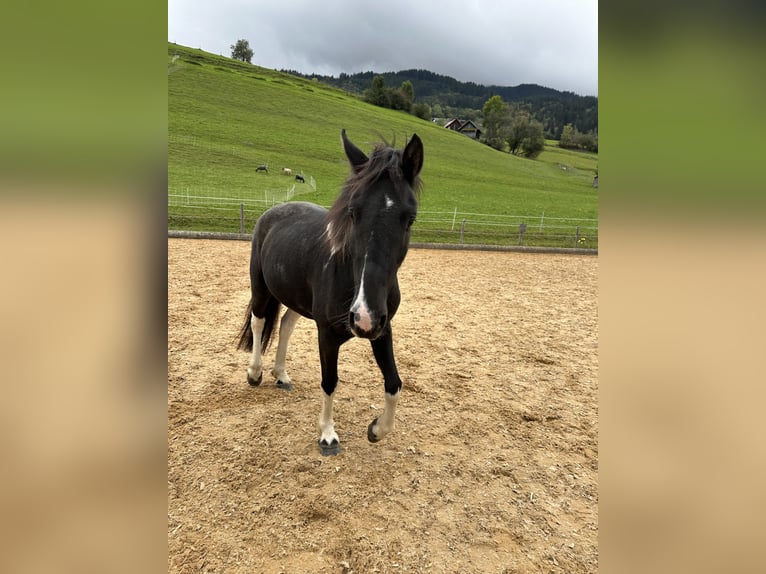 Pinto Horse Castrone 5 Anni 146 cm Pezzato in Bad Hindelang