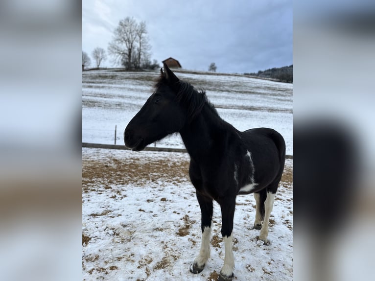 Pinto Horse Castrone 5 Anni 146 cm Pezzato in Bad Hindelang