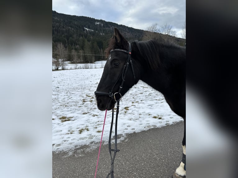 Pinto Horse Castrone 5 Anni 146 cm Pezzato in Bad Hindelang