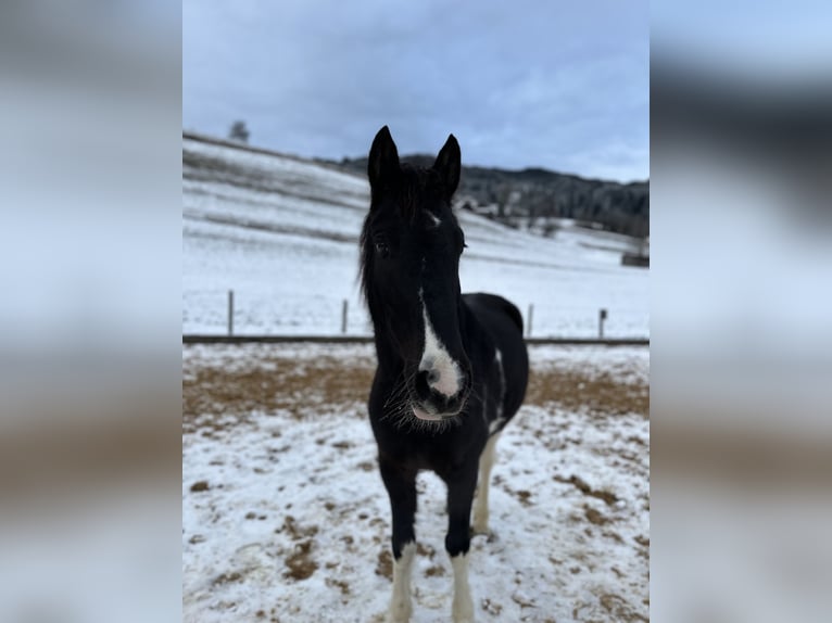 Pinto Horse Castrone 5 Anni 146 cm Pezzato in Bad Hindelang