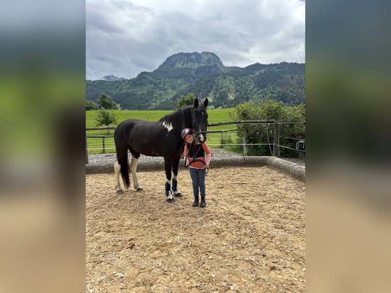 Pinto Horse Castrone 5 Anni 146 cm Pezzato in Bad Hindelang