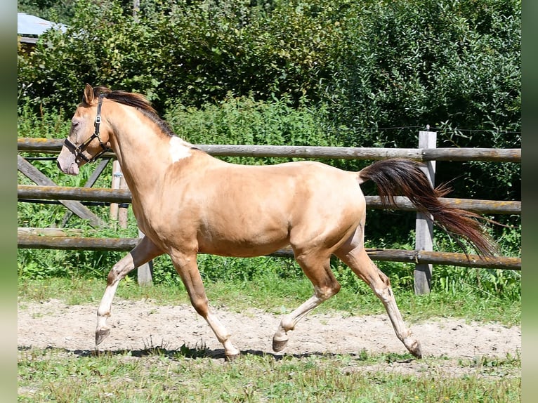 Pinto Horse Castrone 5 Anni 150 cm Champagne in Mörsdorf