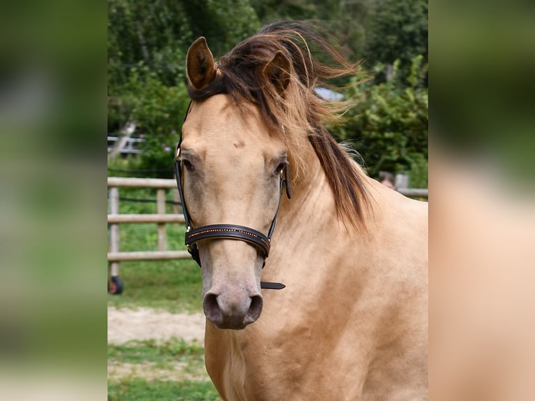 Pinto Horse Castrone 5 Anni 150 cm Champagne in Mörsdorf