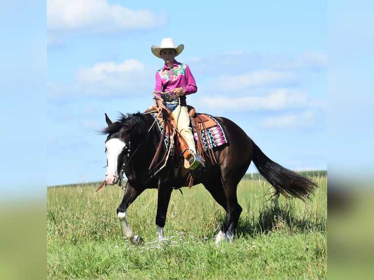 Pinto Horse Castrone 5 Anni 152 cm Morello in Joice