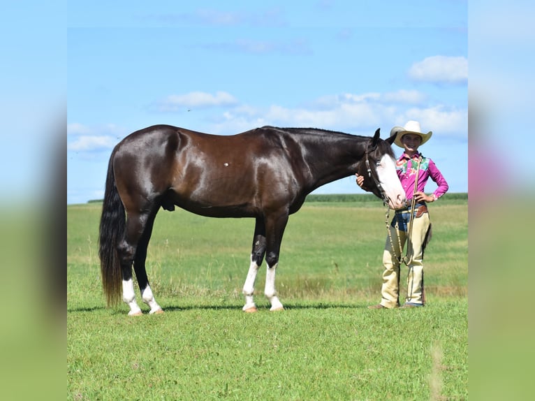Pinto Horse Castrone 5 Anni 152 cm Morello in Joice
