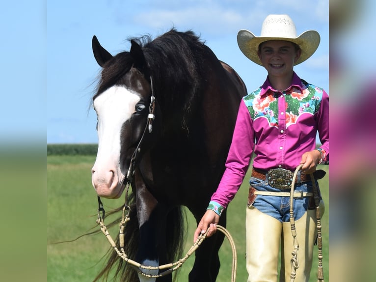 Pinto Horse Castrone 5 Anni 152 cm Morello in Joice