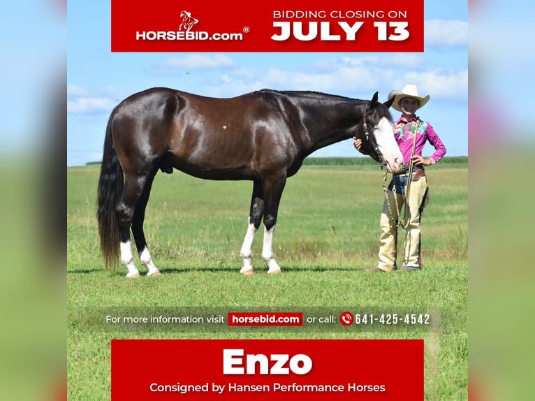 Pinto Horse Castrone 5 Anni 152 cm Morello in Joice