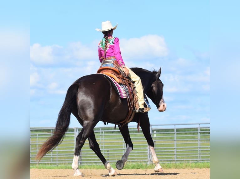 Pinto Horse Castrone 5 Anni 152 cm Morello in Joice