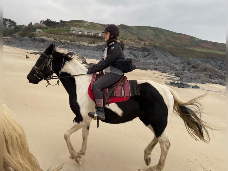 Pinto Horse Castrone 5 Anni 155 cm Pezzato in Tréauville