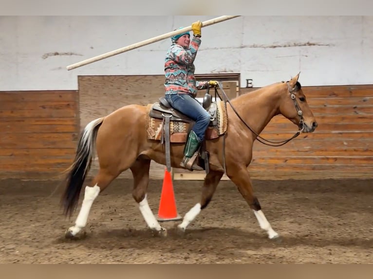 Pinto Horse Castrone 5 Anni 160 cm Falbo in Granby, CT