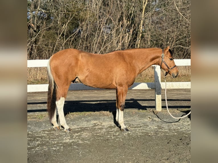 Pinto Horse Castrone 5 Anni 160 cm Falbo in Granby, CT