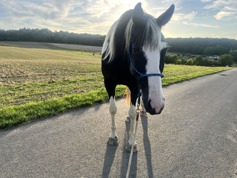 Pinto Horse Castrone 5 Anni 167 cm Pezzato in Bad Camberg