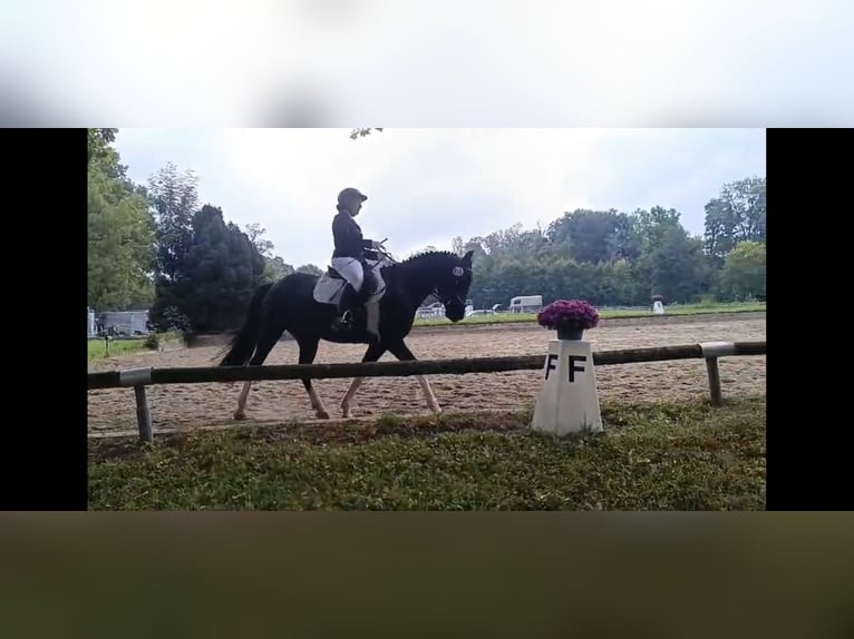 Pinto Horse Castrone 5 Anni Pezzato in Bad Endorf