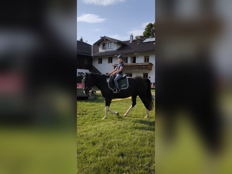 Pinto Horse Castrone 5 Anni Pezzato in Bad Endorf