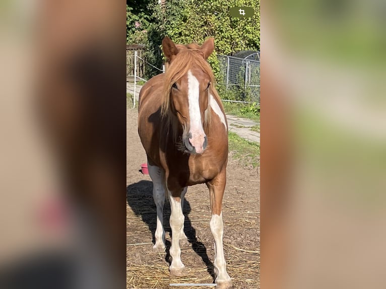 Pinto Horse Castrone 5 Anni Pezzato in Norderstedt