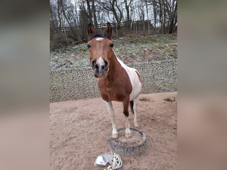 Pinto Horse Castrone 5 Anni Pezzato in Weitramsdorf