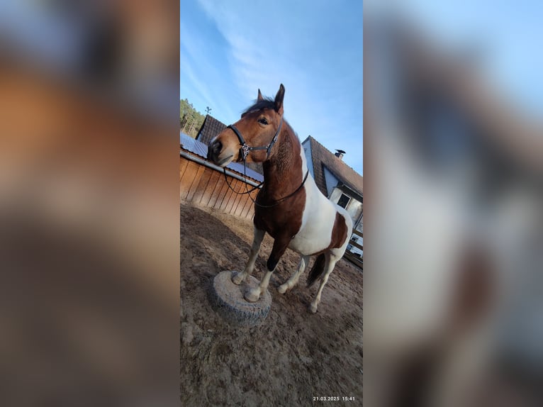 Pinto Horse Castrone 5 Anni Pezzato in Weitramsdorf