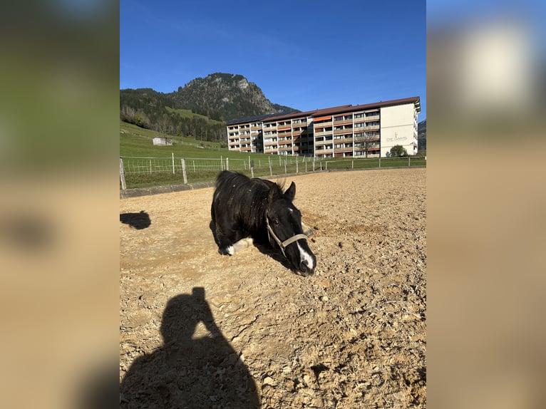 Pinto Horse Castrone 6 Anni 146 cm Pezzato in Bad Hindelang